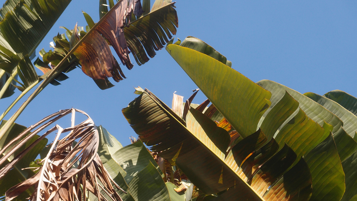 2016-02-14 Tambores de Olokum (Video)